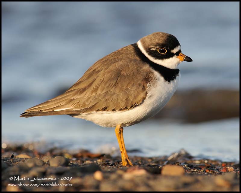 Semipalmated Plover