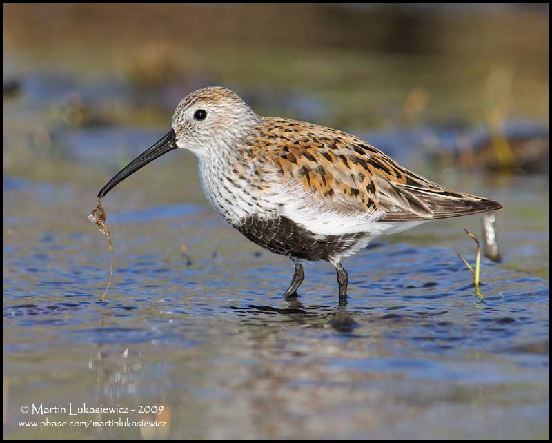 Dunlin with Lunch