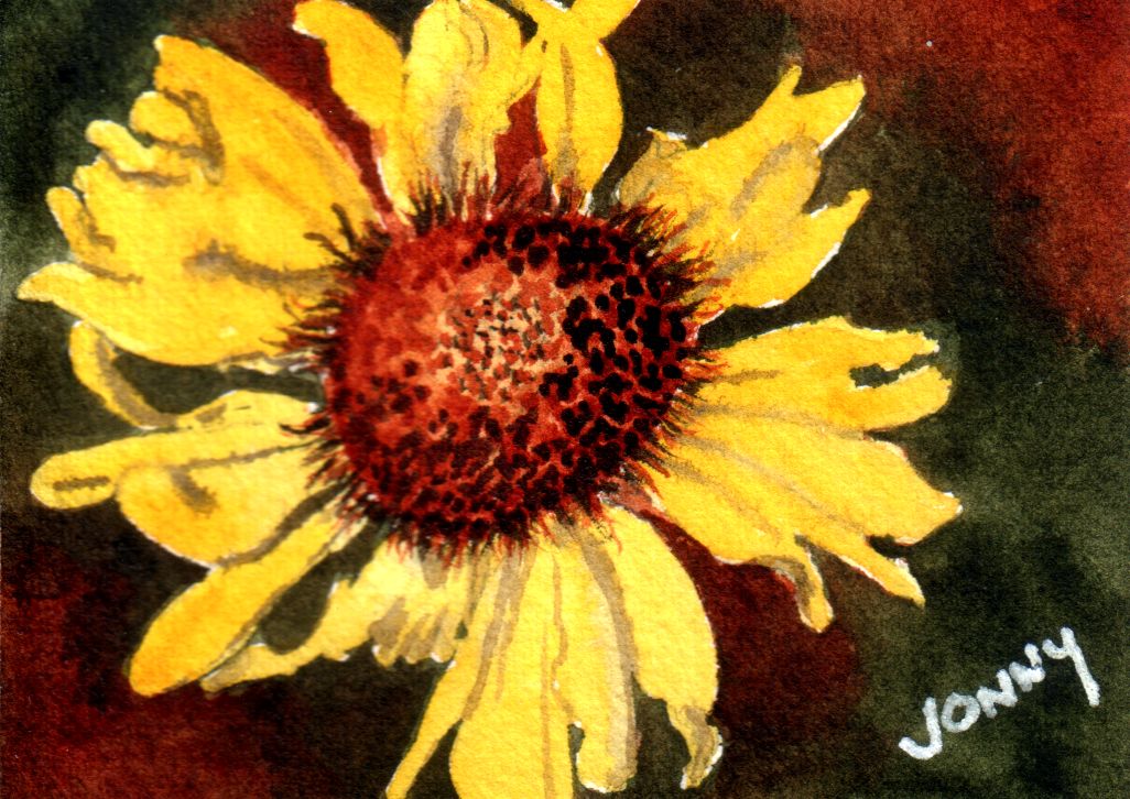 Montana Wildflower      8-11