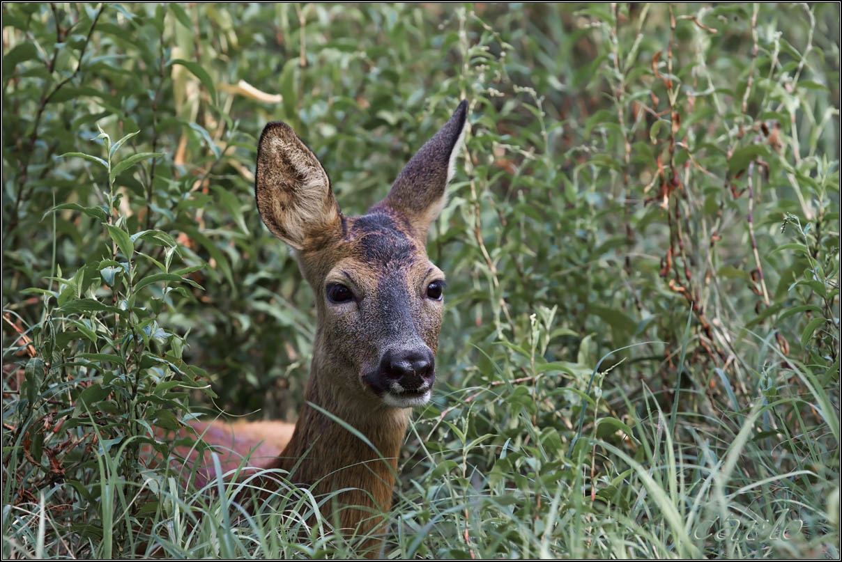capriolo 