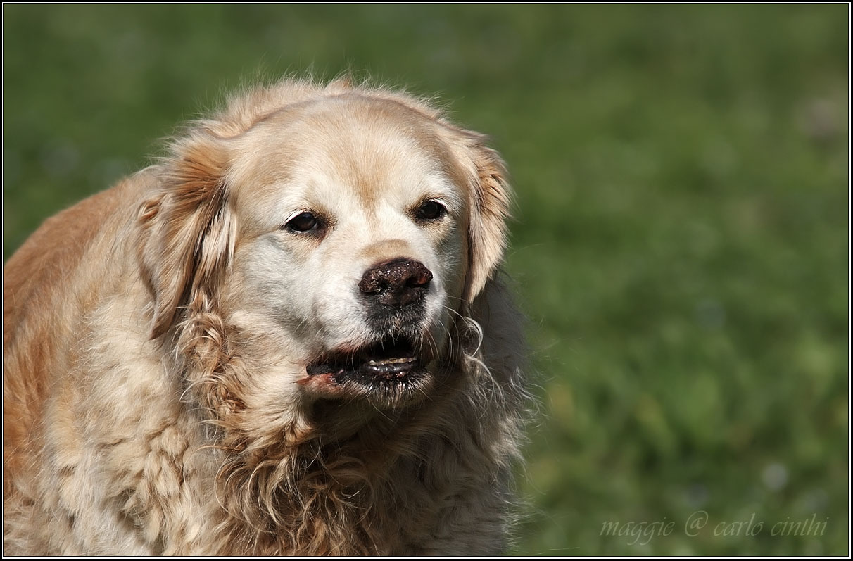 maggie