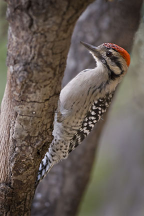 Ladder-backed Woodpecker 9816