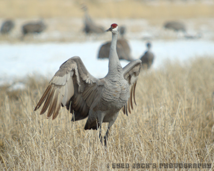 Sandhill Crane wings spread.jpg