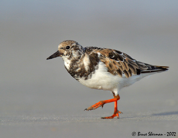 Ruddy Turnstone