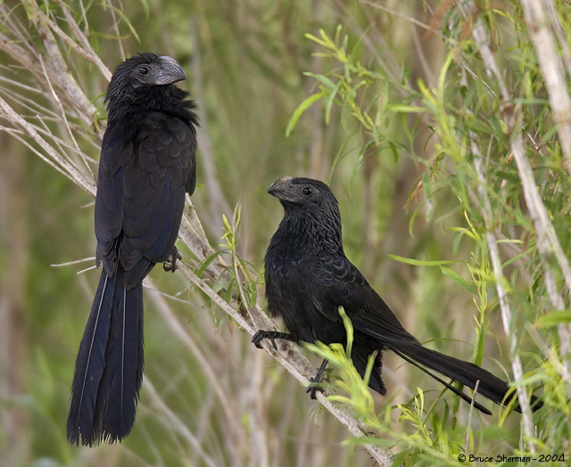 Groove-billed Ani