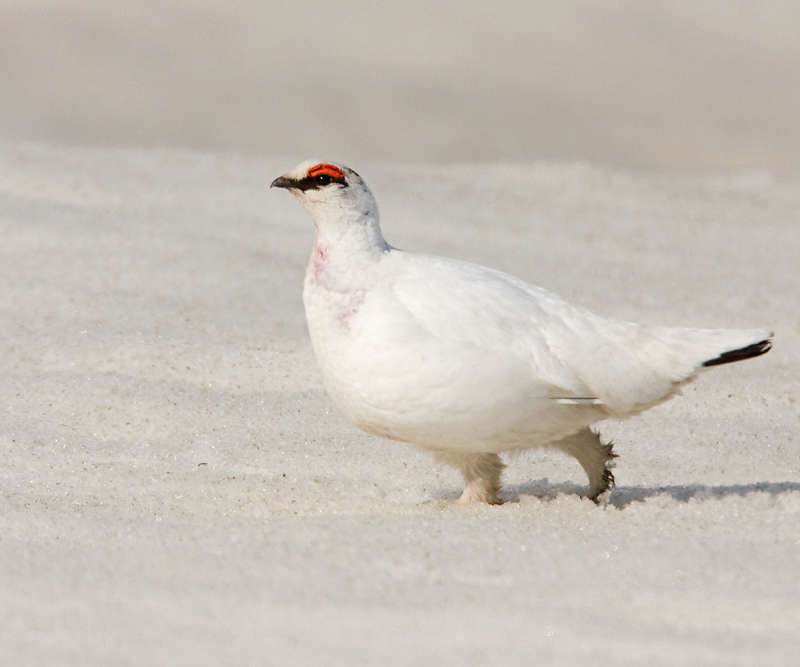 Rock Ptarmigan