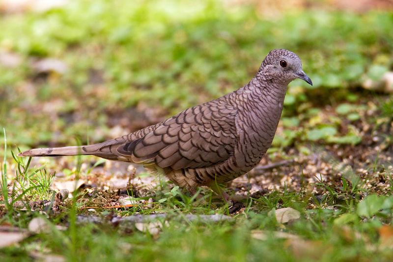 Inca Dove