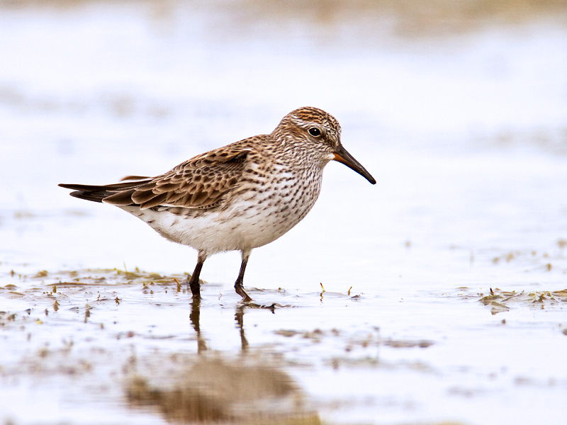 White-rumped Sandpiper