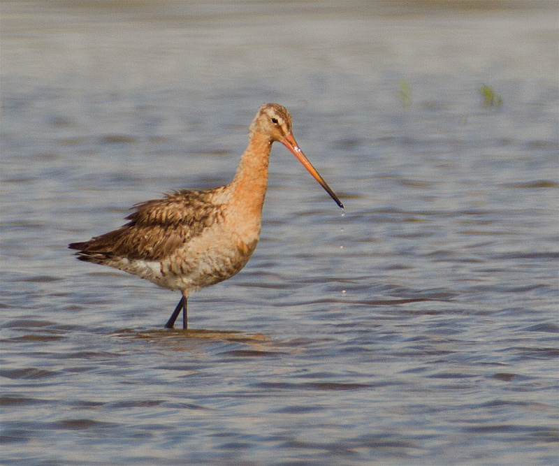 Black-tailed Godwit