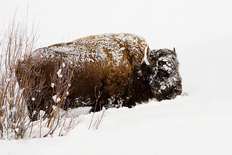 Bison