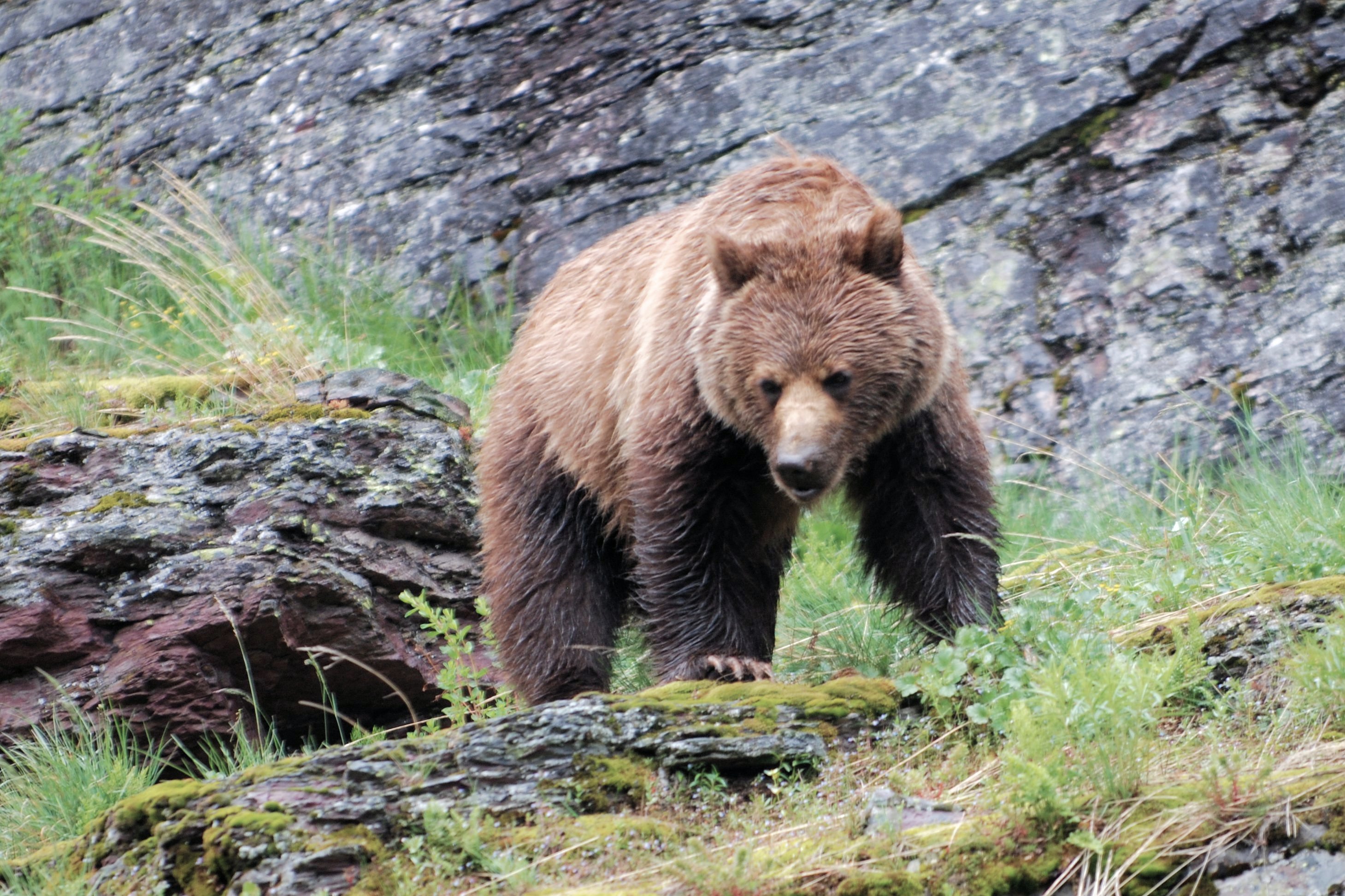 Bear2 Grizzly4x6 2 DSC_5007.JPG