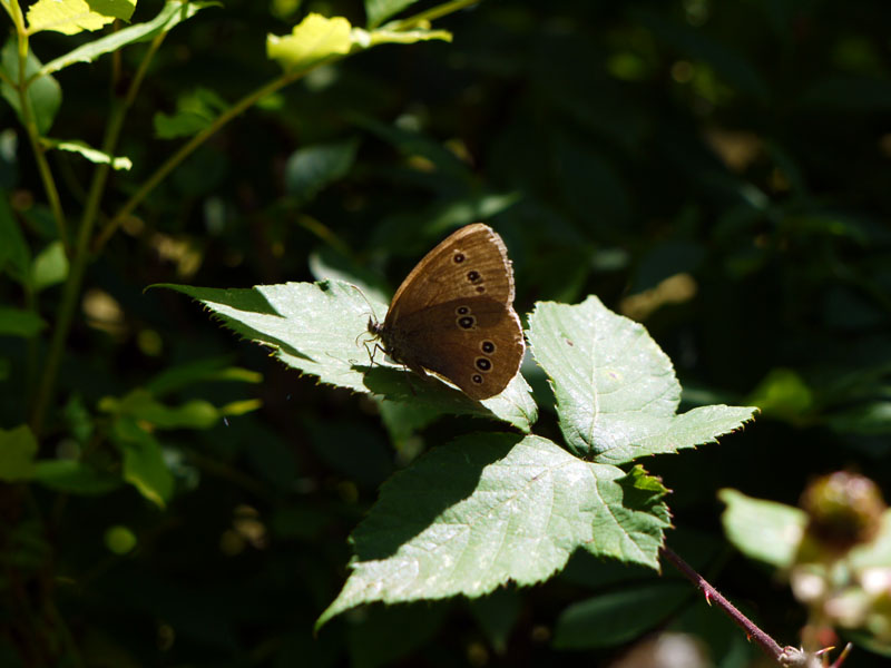 Mariposa