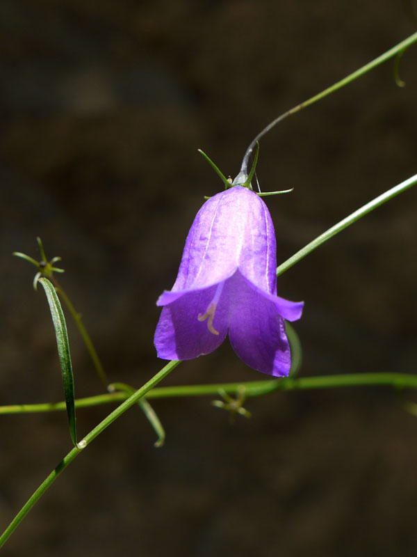 Campanula Cochlearifolia