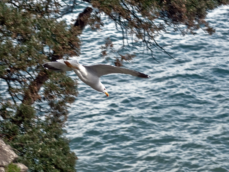 Gaviota