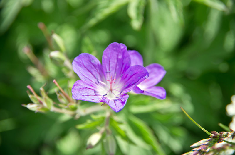 Geranium Orion