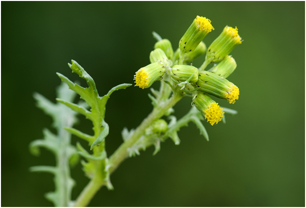 klein Kruiskruid - Senecio vulgaris