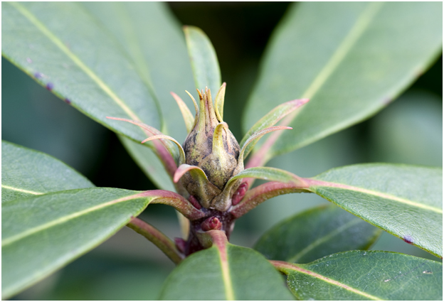 Rododendron - Rhododendron