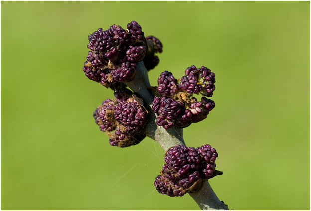 Es - Fraxinus excelsior