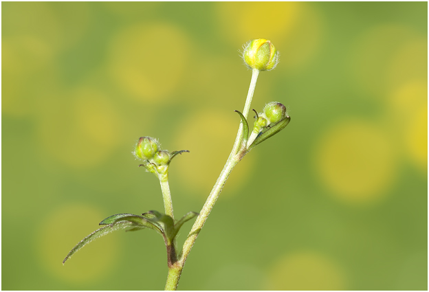 scherpe Boterbloem  - Ranunculus acris