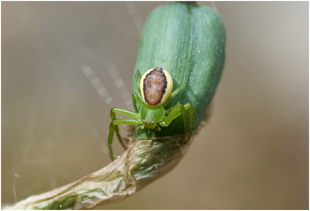  groene Krabspin - Diaea dorsata