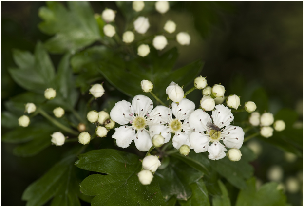 eenstijlige Meidoorn - Crataegus monogyna