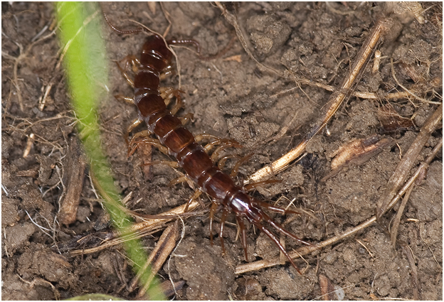 gewone Duizendpoot - Lithobius forficatus