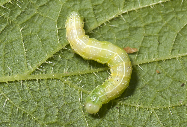 rups van de kleine Wintervlinder - Operophtera brumata