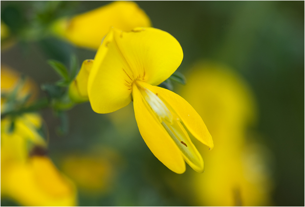 gewone Brem - Cytisus scoparius