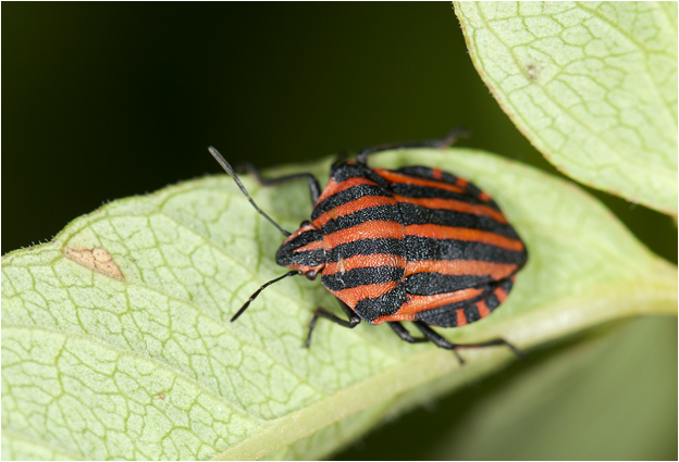 Pyjamawants - Graphosoma lineatum