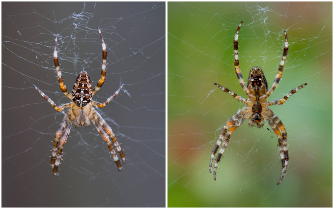 Kruisspin - Araneus diadematus / rug- en buikzijde