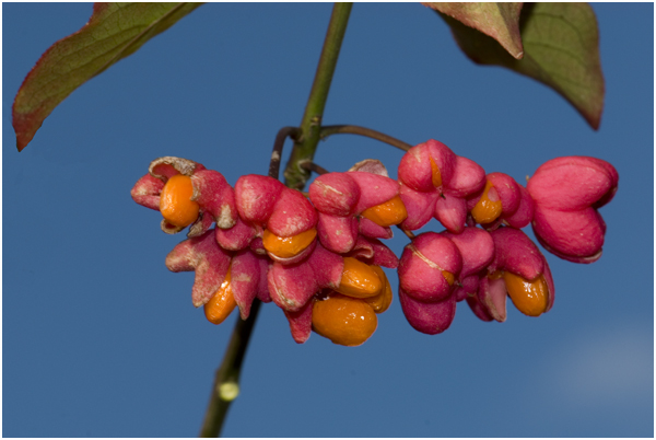 Wilde kardinaalsmuts - Euonymus europaeus