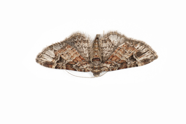 Zwartkamdwergspanner - Gymnoscelis rufifasciata