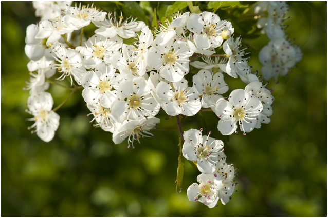 bloesem van de Meidoorn - Crataegus