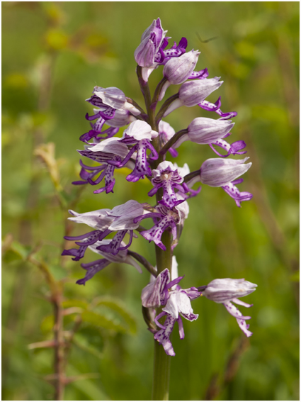 Soldaatje - orchis Militaris