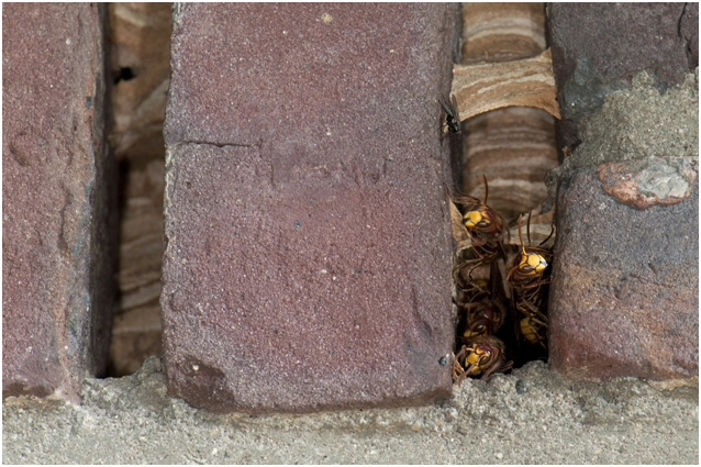 nest van Hoornaars - Vespa crabro