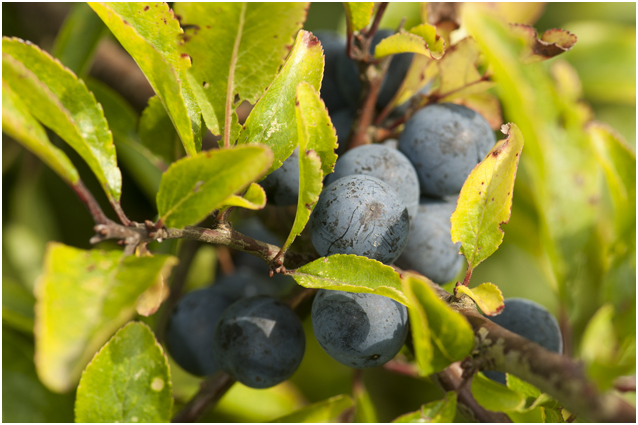 Sleedoorn - Prunus spinosa