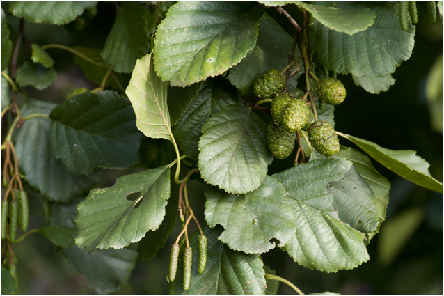 zwarte Els - Alnus glutinosa