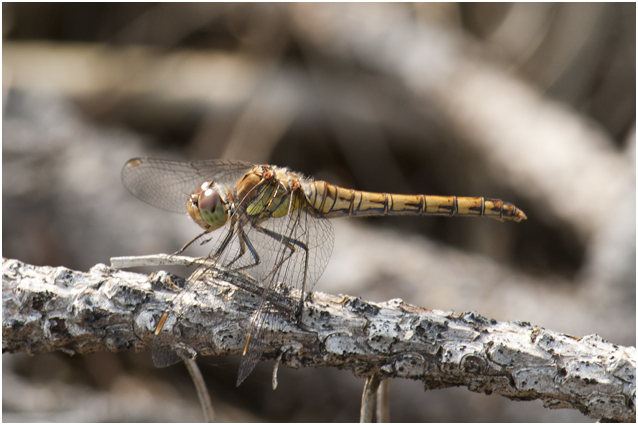 bruinrode Heidelibel - Sympetrum striolatum