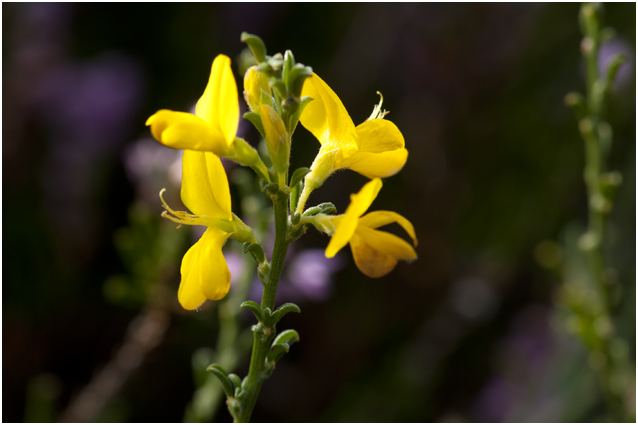 Kruipbrem - Genista pilosa