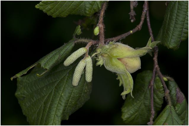 Hazelaar - Corylus avellana
