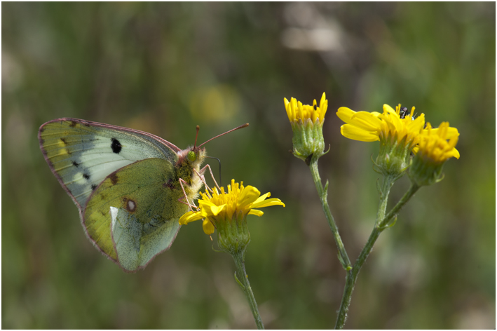 oranje luzernevlinder  - Colias croceus)