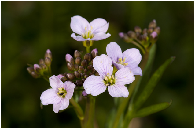 Pinksterbloem - Cardamine pratensis