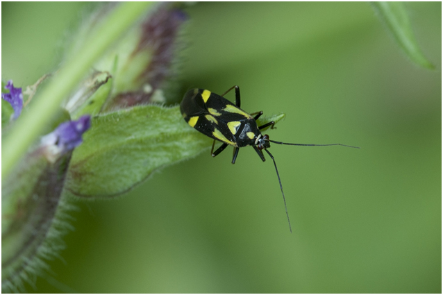 Boschhookwants - Grypocoris sexguttatus