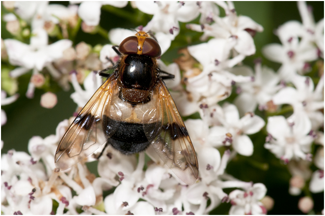 Ivoorvlieg - Volucella pellucens