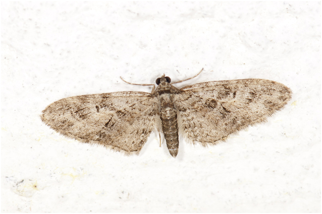 Zwartkamdwergspanner  - Gymnoscelis rufifasciata