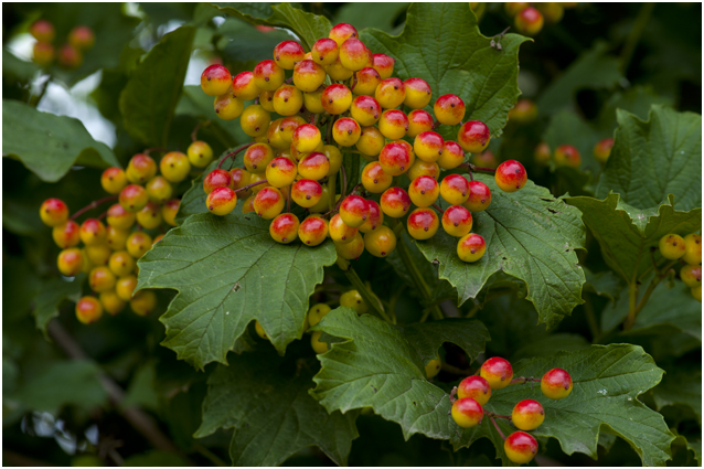 Gelderse Roos - Viburnum opulus