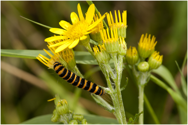 Jacobskruiskruid - Senecio jacobaea