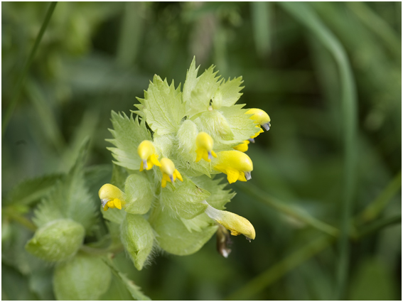 grote Ratelaar - Rhinanthus