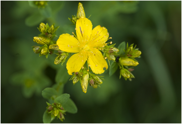 Sint-Janskruid  - Hypericum perforatum