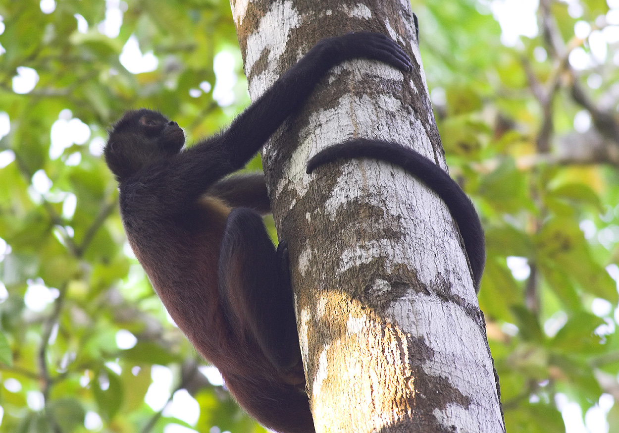 Spider monkey on Matapalo road III.jpg